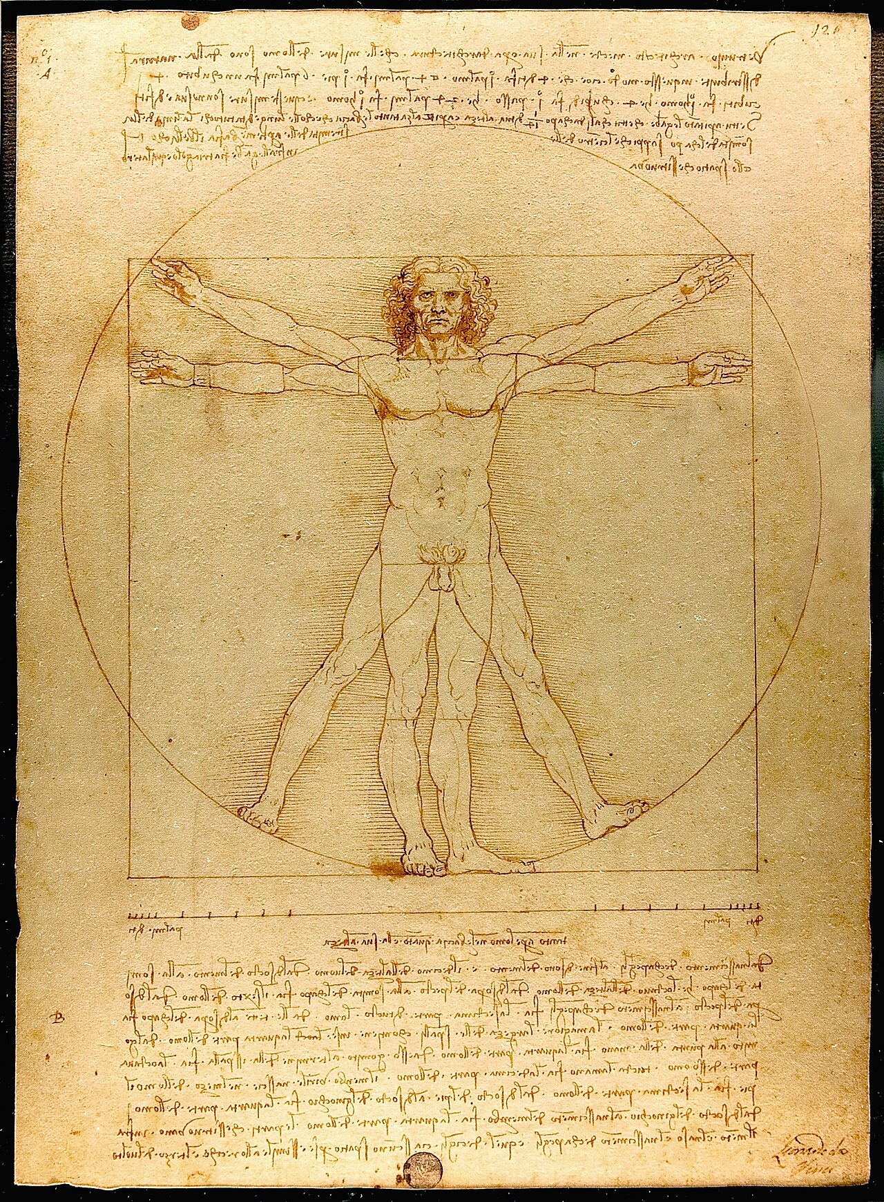 Homme de Vitruve — Léonard de Vinci, traité